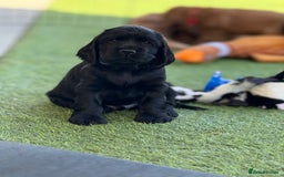 Cocker Spaniel dogs for sale: LAST BOY - Show Cocker Spaniel  in Newport - Image 11