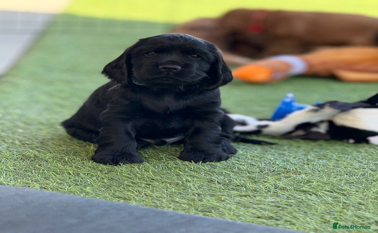 Cocker Spaniel dogs in Newport - Advert 4