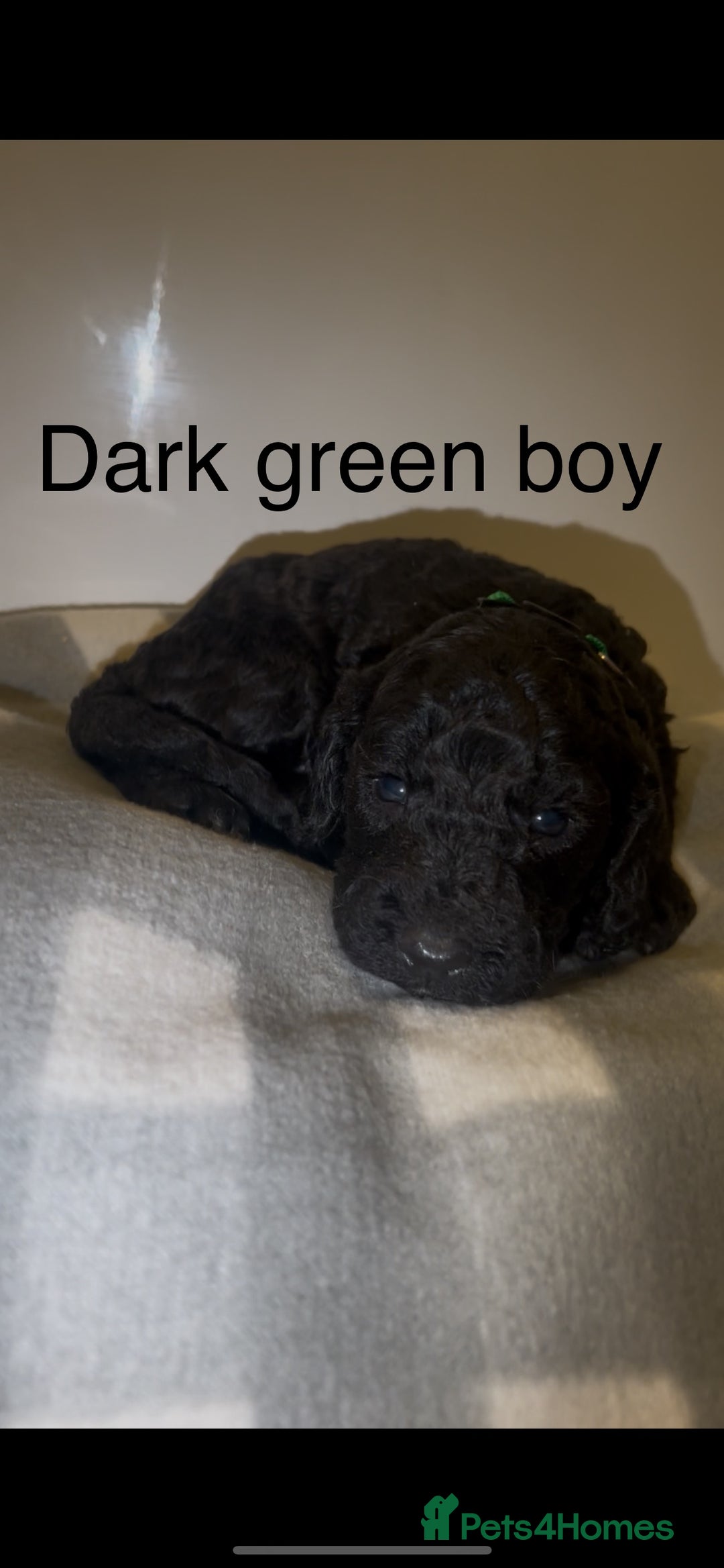 Cockapoo dogs for sale: Cockapoo puppies - Image 10
