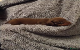 Miniature Dachshund dogs for sale: Miniature dachshund puppies - Image 9