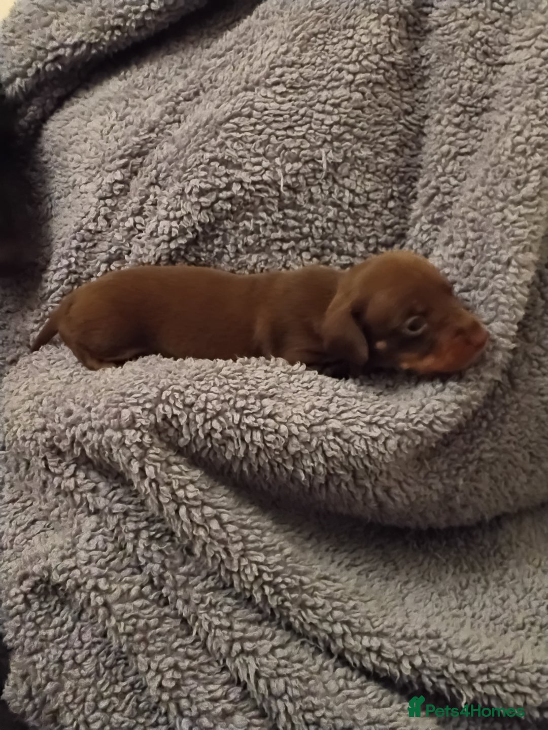 Miniature Dachshund dogs for sale: Miniature dachshund puppies - Image 9
