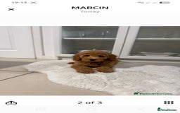 Australian Labradoodle dogs for sale: Australian Labradoodle Bitch fully vaccinated  - Advert 7