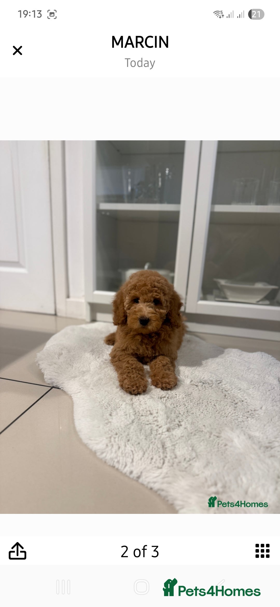 Australian Labradoodle dogs for sale: Australian Labradoodle Bitch fully vaccinated  - Advert 7