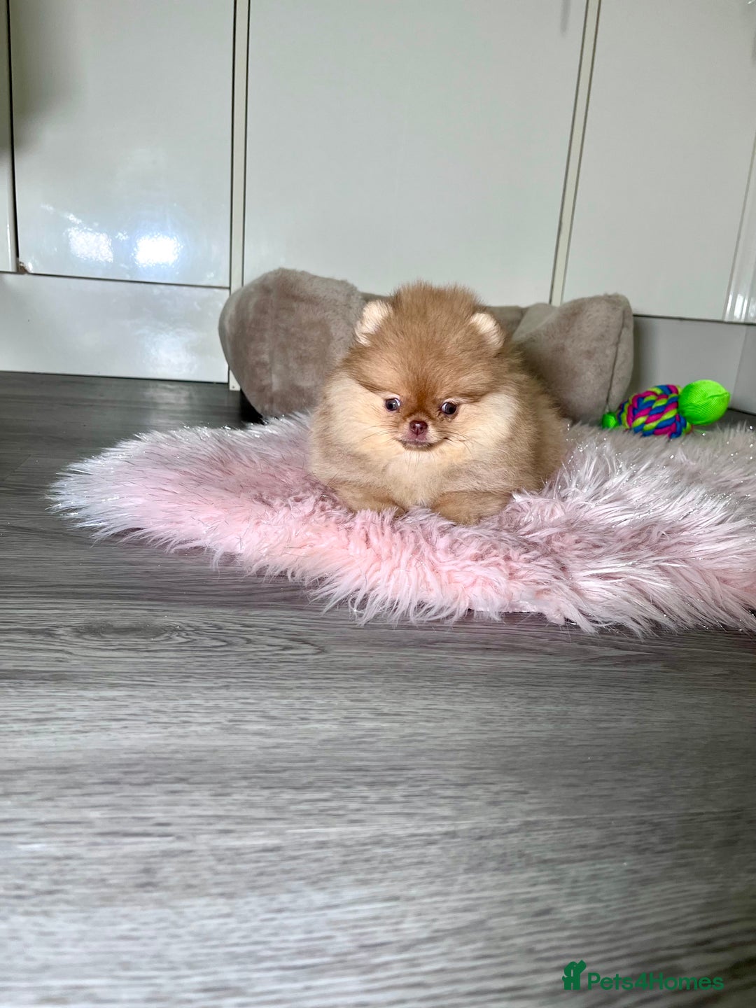 Pomeranian dogs for sale: 🐻Green eyed👁️Top Quality🔥 - Advert 15