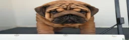 English Bulldog dogs for sale: Quality English bulldogs  - Advert 4