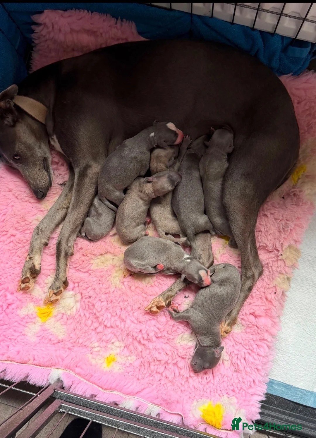 Beautiful KC registered whippets for sale in Longfield | Pets4Homes