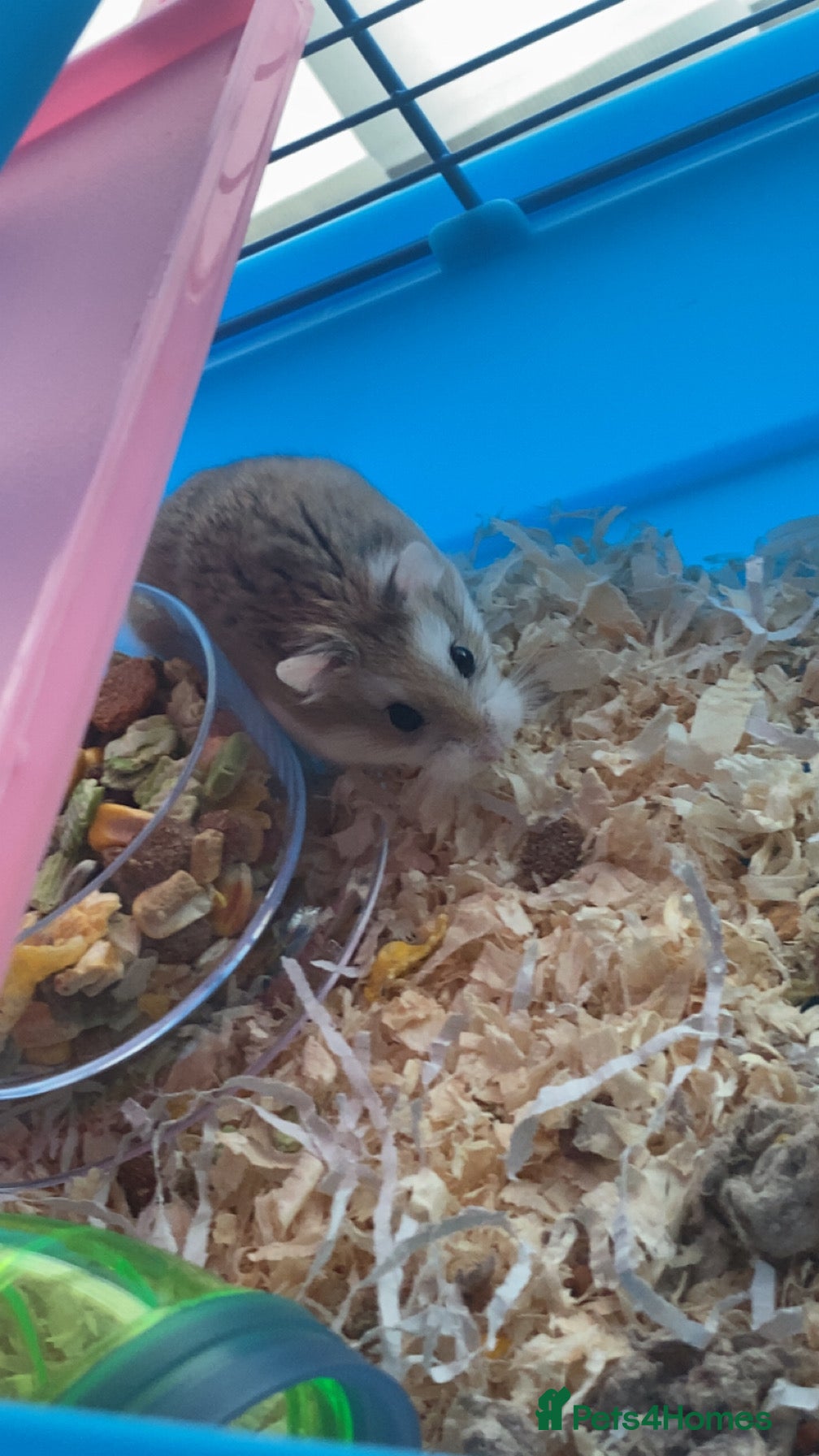 Hamster rodents Russian dwarf hamster  - Advert 1