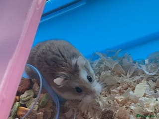 Hamster rodents Russian dwarf hamster - Advert 17
