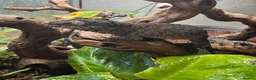 Gecko reptiles for sale: Female orange blotch gargoyle gecko  - Advert 1