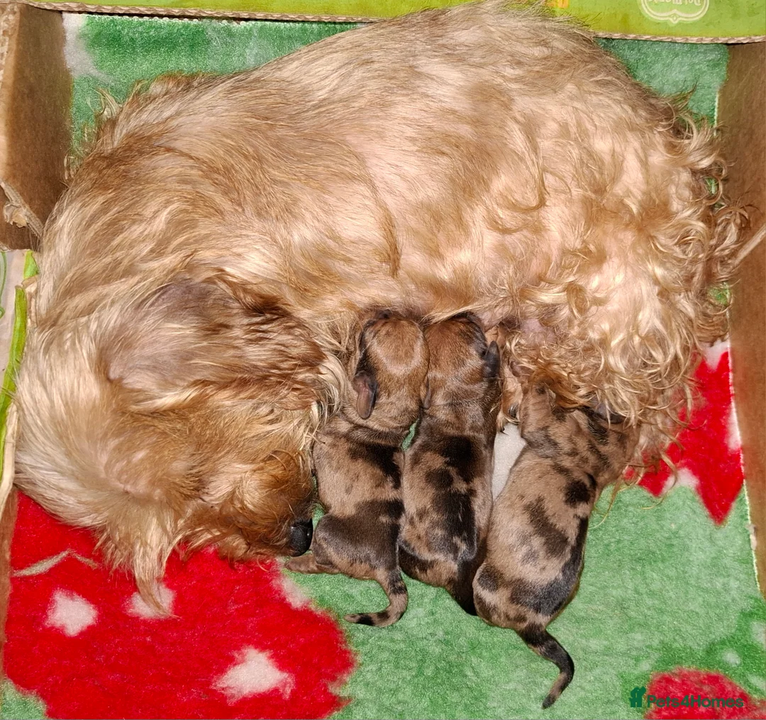 Miniature Dachshund dogs for sale: New Year's Day KC Mini-Wire Dachsunds - Advert 17