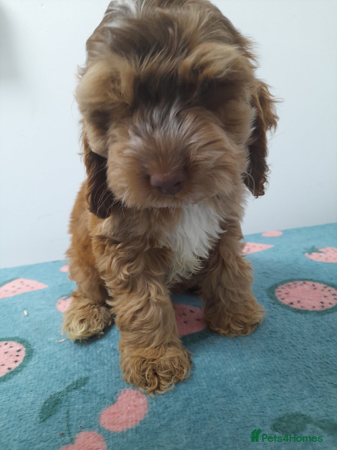 Cockapoo dogs for sale: Beautiful cockapoo puppies ready now - Advert 32