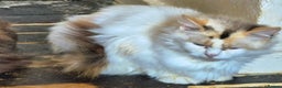 Ragdoll cats for sale: Beautiful mischievous blue eye ragdoll babies - Advert 1