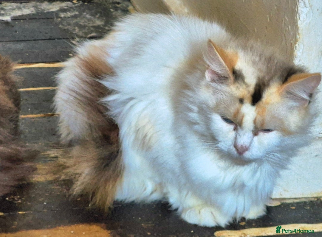 Ragdoll cats for sale: Beautiful mischievous blue eye ragdoll babies - Advert 1