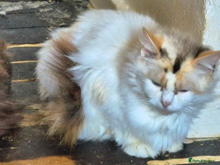 Ragdoll cats Beautiful mischievous blue eye ragdoll babies - Advert 3