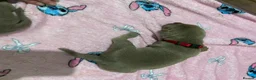 Mixed Breed dogs for sale: BEAUTIFUL SILVER STAFFADORS  - Advert 10