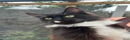 Maine Coon cats for sale: Smoke kitten 5 months old - Advert 16