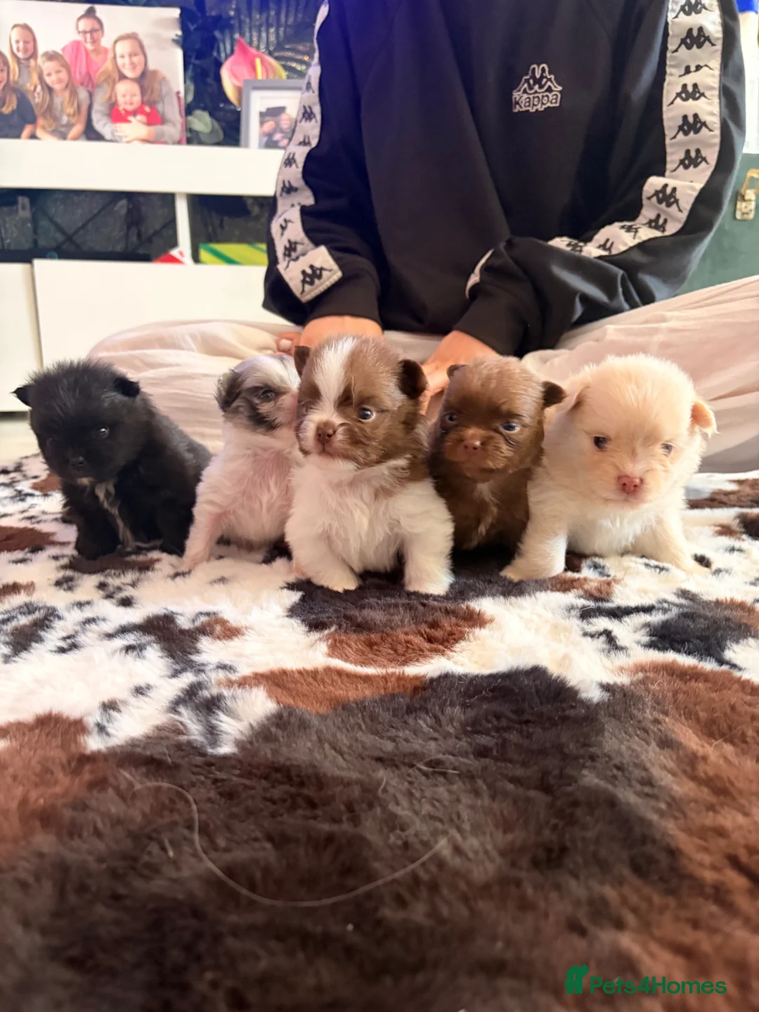 Pomeranian dogs for sale: Blue eyed Pomeranian pups  in Ramsgate - Advert 1