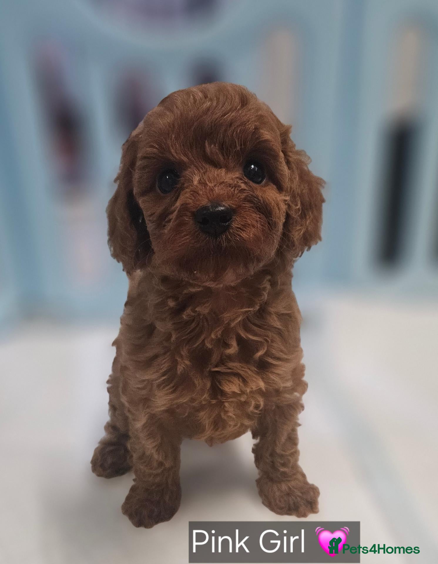 Cavapoo dogs Licensed breeder 2 girls, tiny toy red cavapoos  - Advert 1