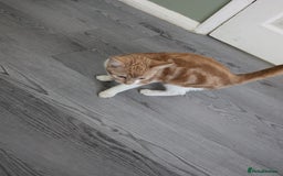 Domestic Shorthair cats for sale: 20 week girl kitten - Advert 3