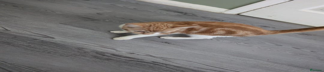 Domestic Shorthair Kitten 1