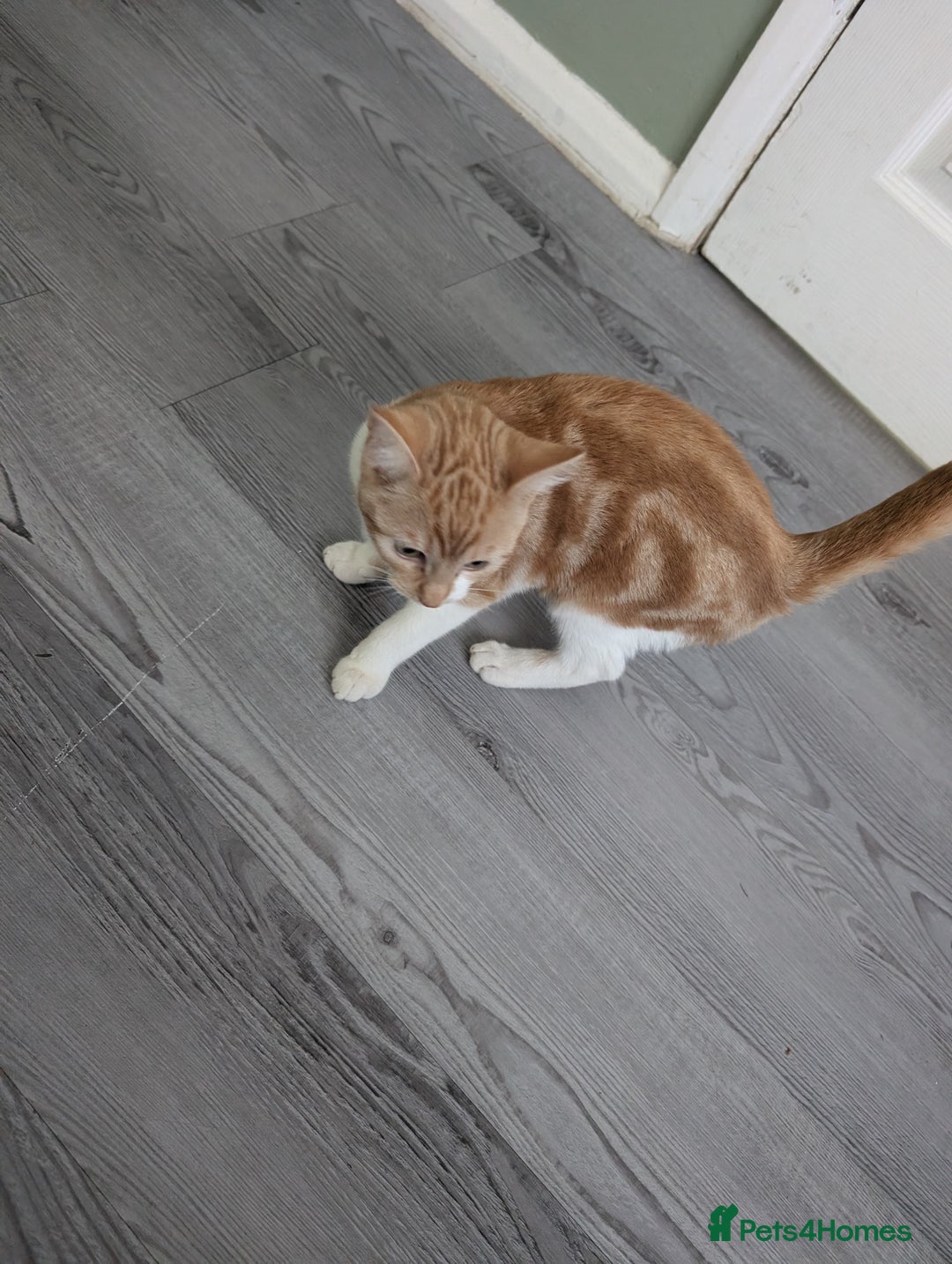 Domestic Shorthair cats for sale: 20 week girl kitten - Advert 3