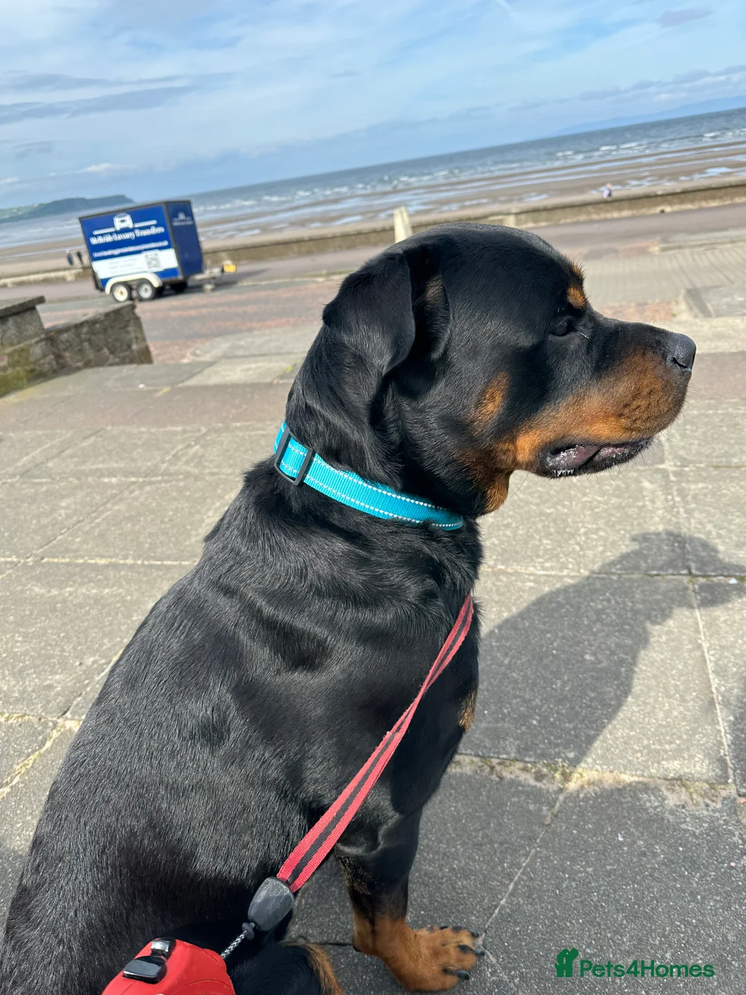 Rottweiler dogs for stud: Rottie male for stud in Ayr - Advert 7