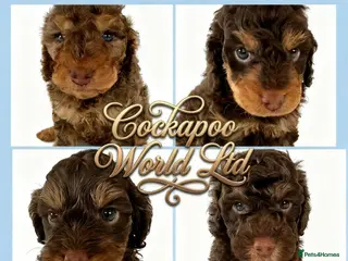 Cockapoo dogs DNA CLEAR, beautiful Cockapoo Pups,Ready 5th June - Advert 1