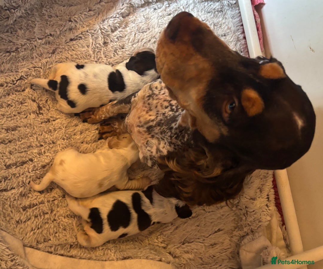 Cocker Spaniel dogs for sale: Outstanding show cocker pups - Image 2