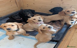 Golden Retriever dogs for stud: KC health and hip check golden retriever  - Image 13