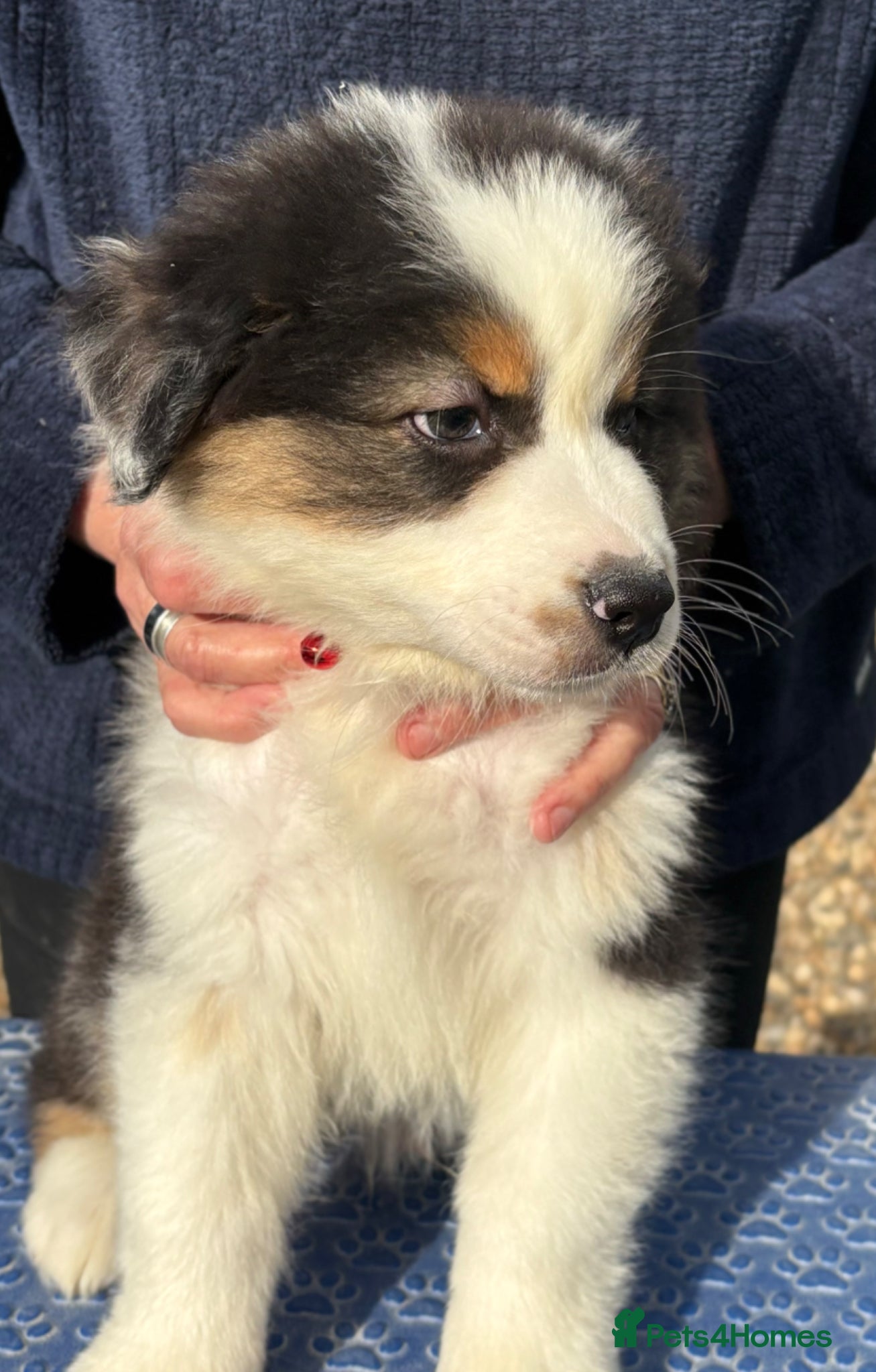 Australian Shepherd dogs Beautiful Pedigree Australian Shepherd puppies - Advert 2