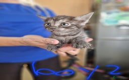 Maine Coon cats for sale: Kitten for sale various colours  - Image 1