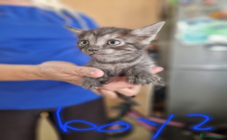 Maine Coon cats - Advert 2
