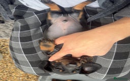 Dachshund dogs for sale: Dachshunds One male and one female black/tan  in Basildon - Image 8