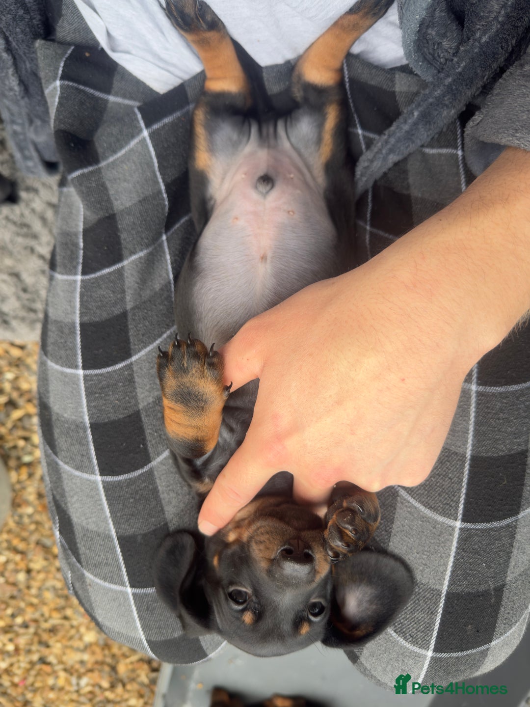 Dachshund dogs for sale: Dachshunds One male and one female black/tan  in Basildon - Image 8