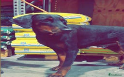 Dobermann dogs for sale: Black and Tan Doberman puppies for sale  - Advert 2