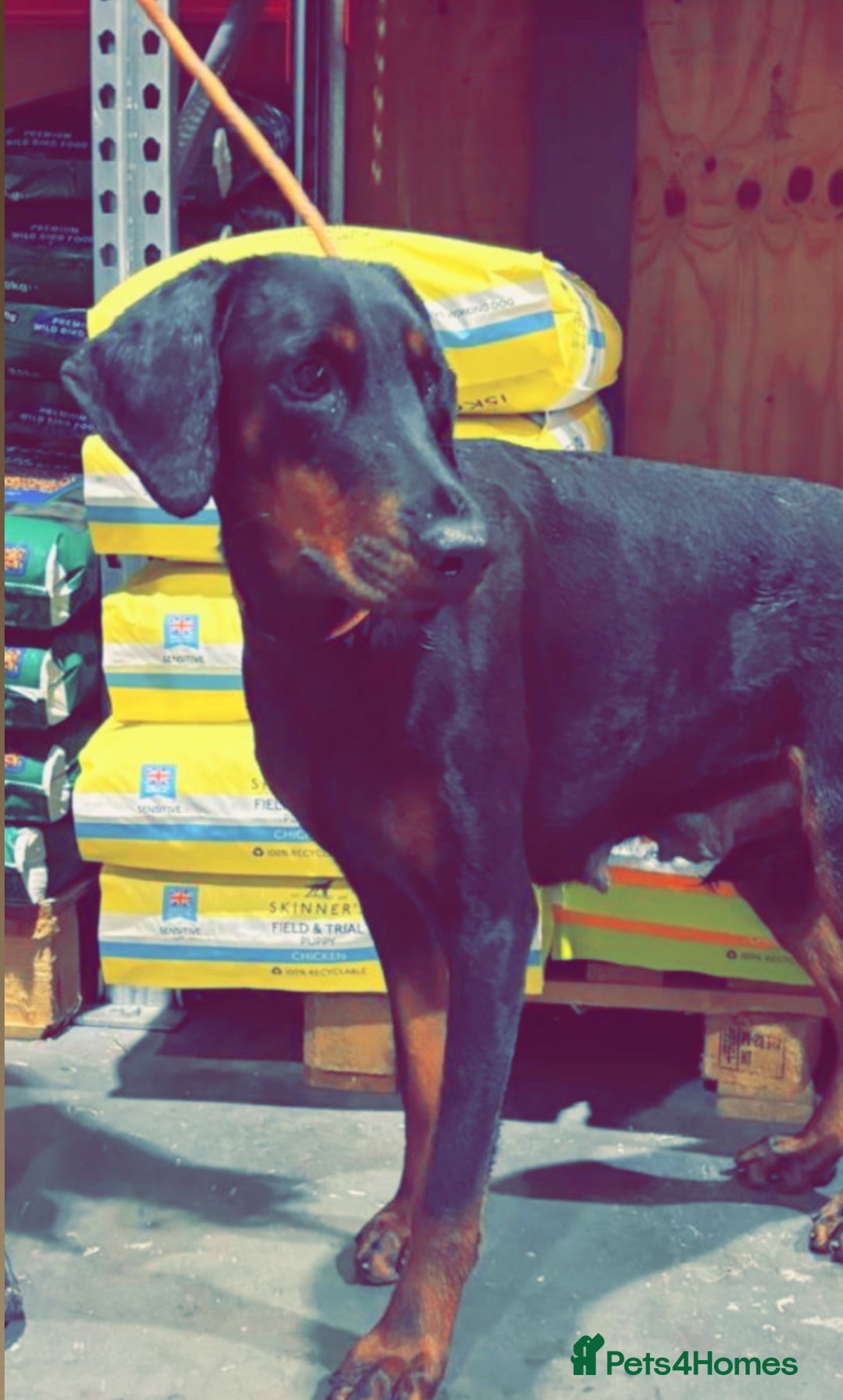 Dobermann dogs for sale: Black and Tan Doberman puppies for sale  - Advert 2
