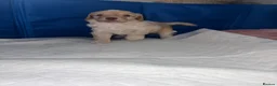Cockapoo dogs for sale: Stunning F1B little girls looking for 5 star homes in Coventry - Advert 21