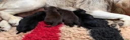 Labrador Retriever dogs for sale: KC registered Labradors - Advert 2
