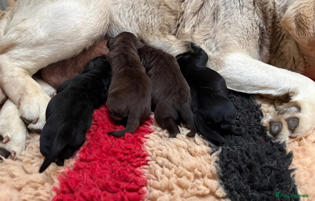 Labrador Retriever dogs for sale: KC registered Labradors - Advert 2