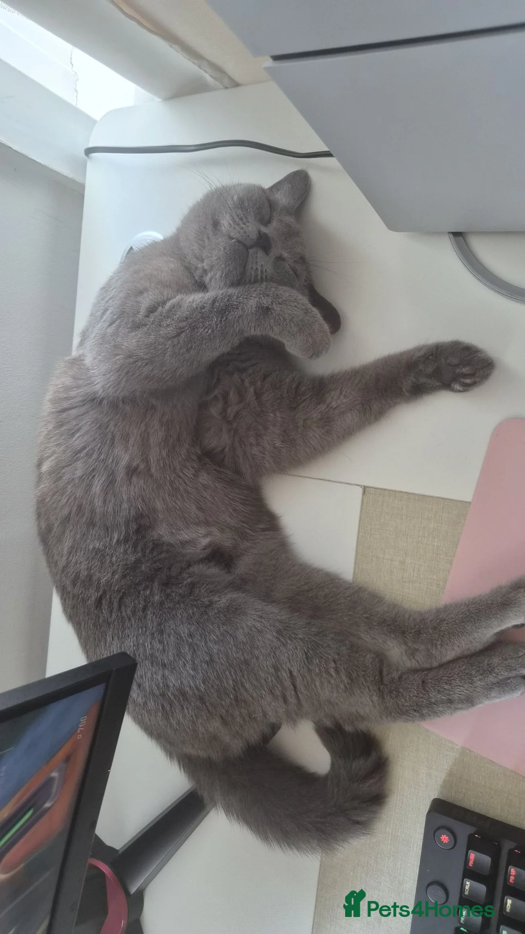 British Shorthair cats for sale: Playful British Shorthair For Sale in London - Advert 2