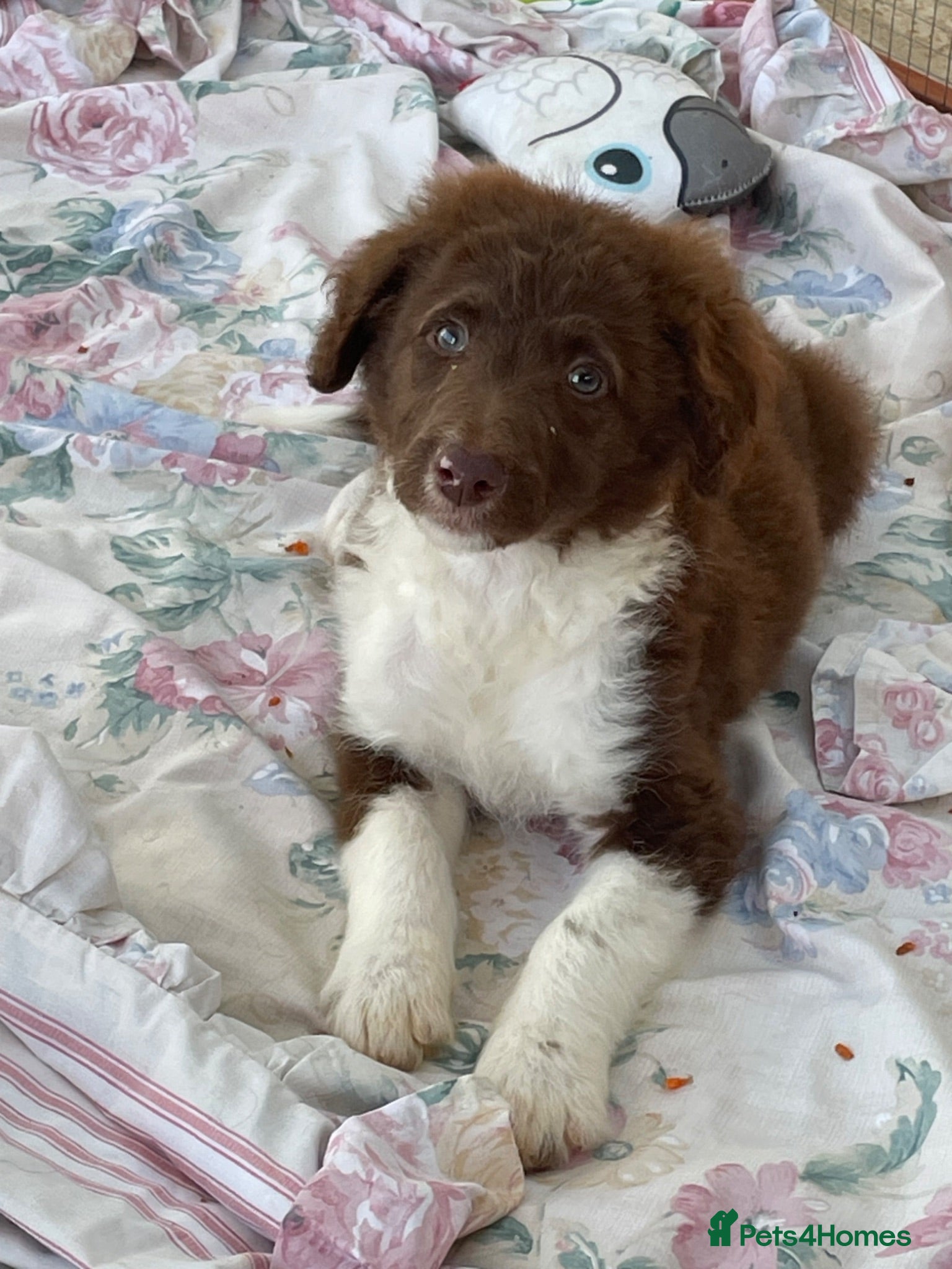 Border Collie dogs Stunning boys and girls - Advert 2