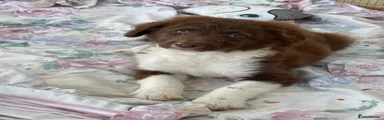 Border Collie Puppy 4