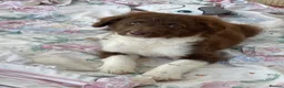 Border Collie dogs for sale: Borderdoodle boys /girls.  - Advert 21
