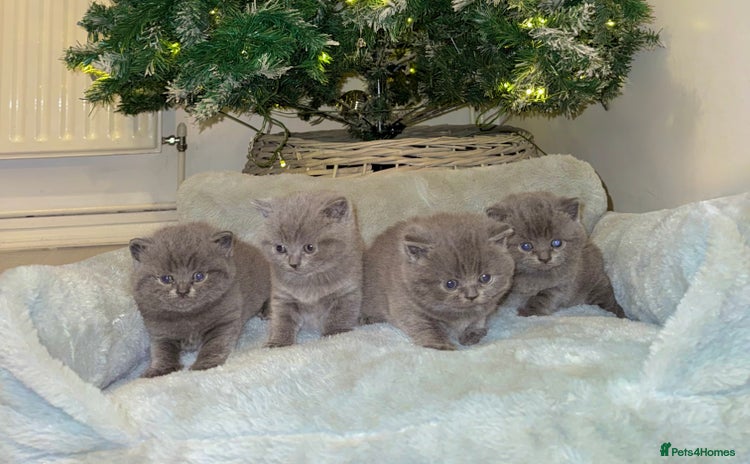 British Shorthair cats ✨British Shorthair GCCF 5 generation Pedigree✨ - Advert 9