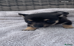Mixed Breed dogs for sale: Stunning chihuahua x puppys - Image 2