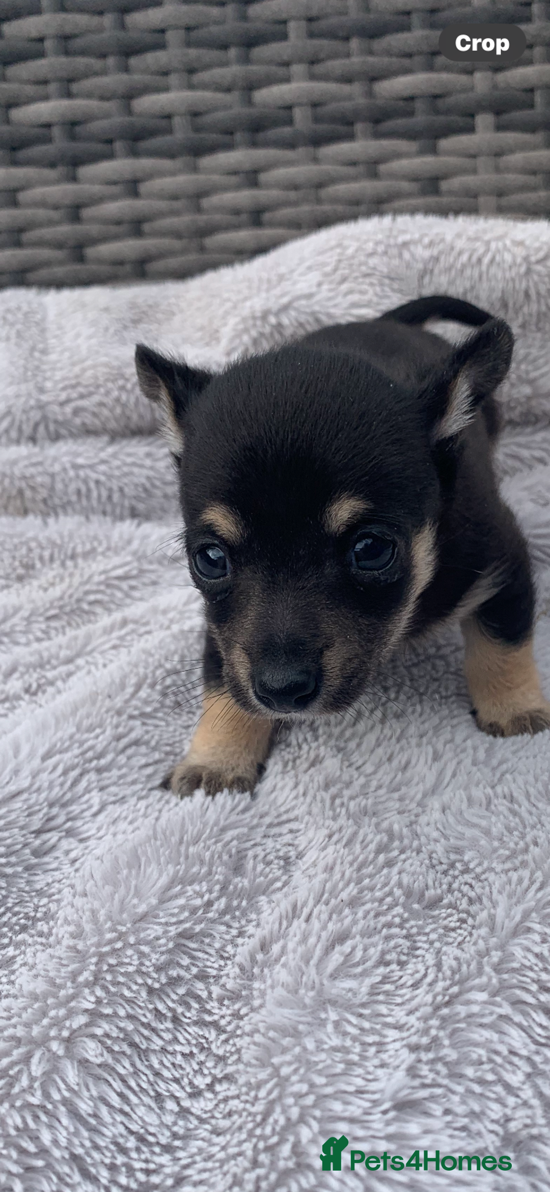 Mixed Breed dogs for sale: Stunning chihuahua x puppys - Image 2