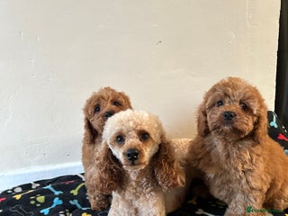 Cavapoo dogs - Advert 6