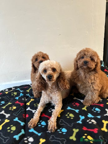 Cavapoo dogs - Advert 5