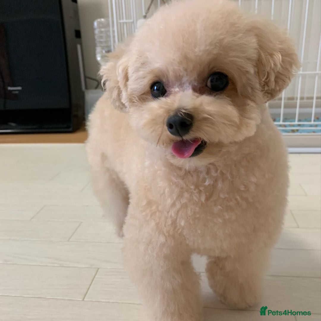 Toy Poodle dogs for sale: Cute Apricot Toy Poodle looking for a new home  - Image 6