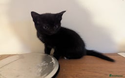 Mixed Breed cats for sale: Beautiful Black Kitten Ready to Go Now - Image 9